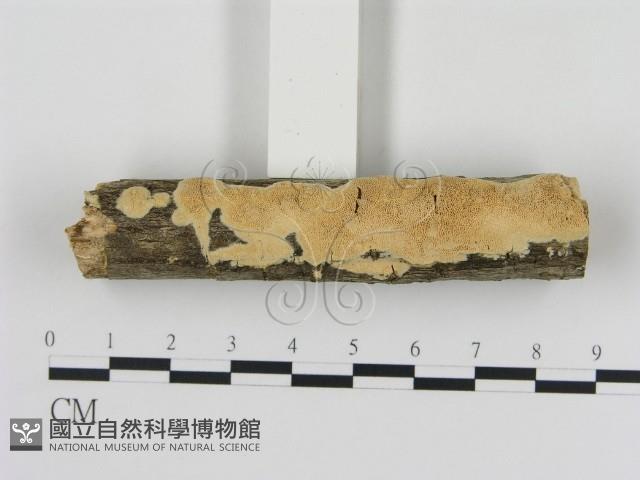 登錄號:F0013862藏品圖，第1張