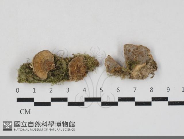 硬孔菌屬藏品圖，第1張