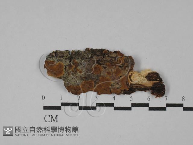 刺革菌屬藏品圖，第1張