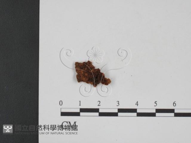 登錄號:F0008962藏品圖，第1張