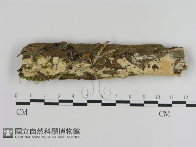 登錄號:F0020962藏品圖，第1張