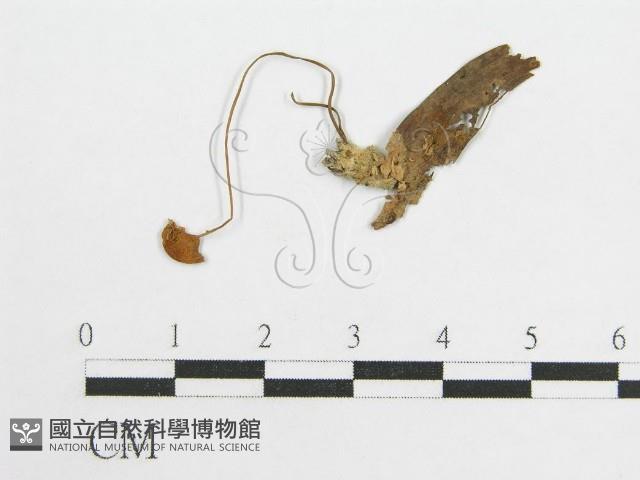 微皮傘屬藏品圖，第1張