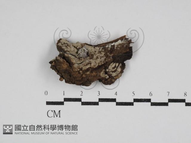 絲皮菌屬藏品圖，第1張