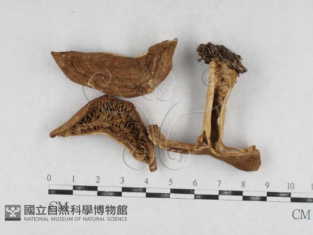 登錄號:F0026962藏品圖，第1張