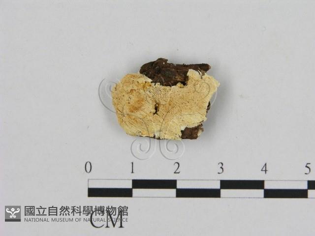 登錄號:F0006962藏品圖，第1張