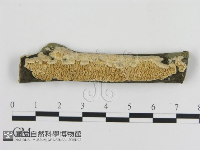 耙菌屬藏品圖，第1張