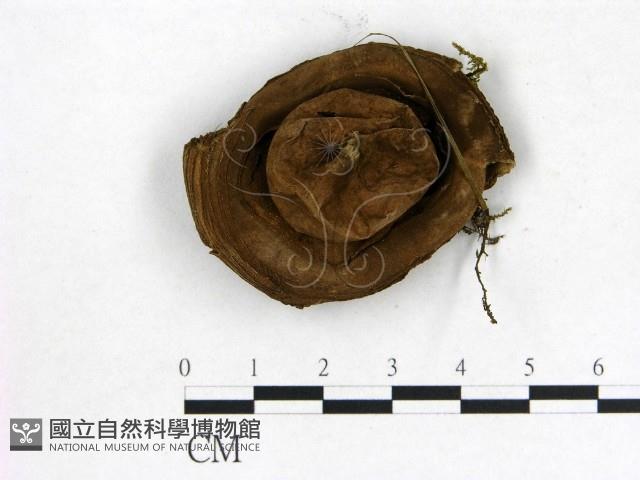 登錄號:F0021962藏品圖，第1張