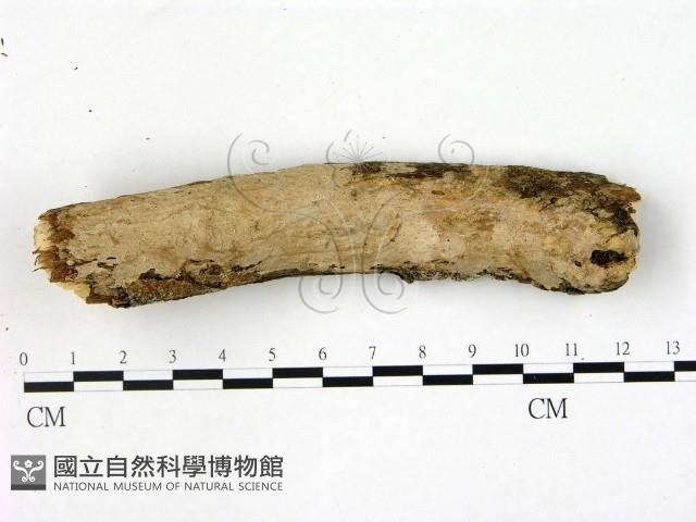 刺皮菌屬藏品圖，第1張