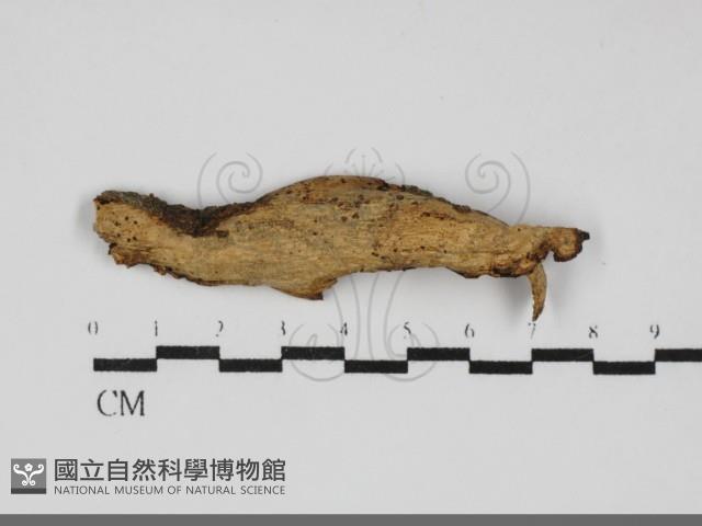 登錄號:F0031962藏品圖，第1張