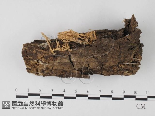 登錄號:F0004962藏品圖，第1張