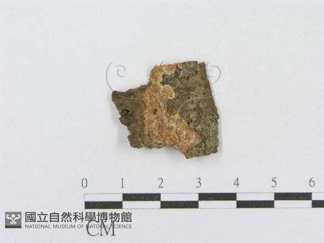 射脈菌屬藏品圖，第1張