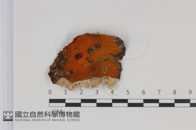 館號:F0034962藏品圖，第1張