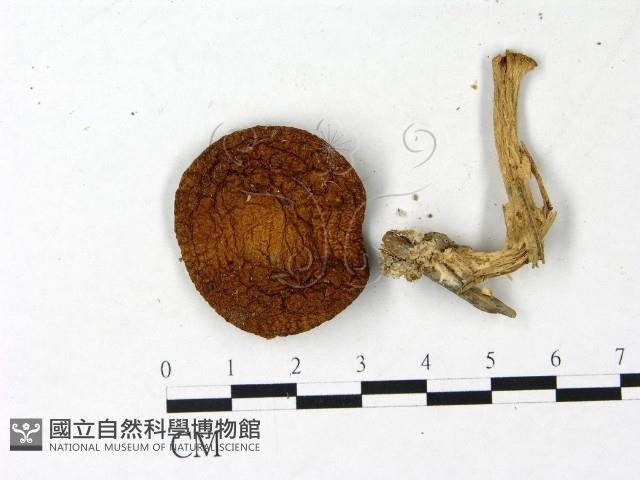 登錄號:F0022962藏品圖，第1張
