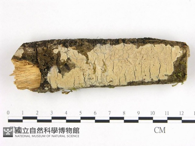 登錄號:F0002962藏品圖，第1張