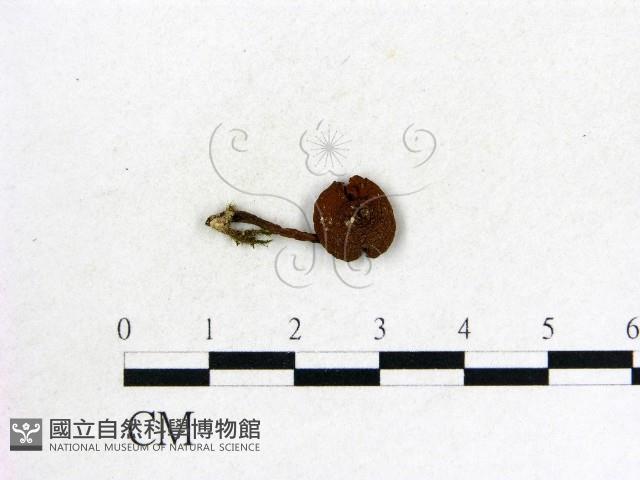 登錄號:F0012962藏品圖，第1張
