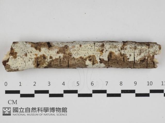 登錄號:F0032962藏品圖，第1張