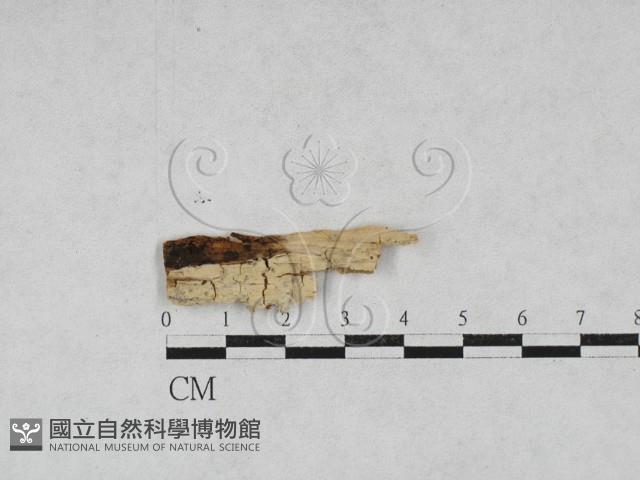 登錄號:F0027962藏品圖，第1張