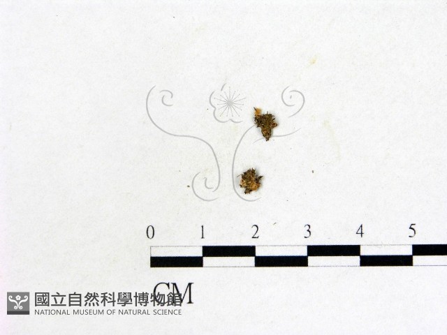 登錄號:F0007962藏品圖，第1張