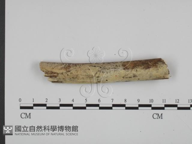 館號:F0017962藏品圖，第1張