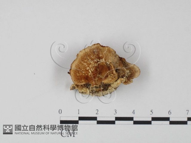 登錄號:F0005962藏品圖，第1張
