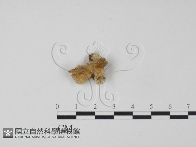 登錄號:F0019962藏品圖，第1張