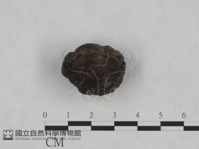 登錄號:F0023962藏品圖，第1張
