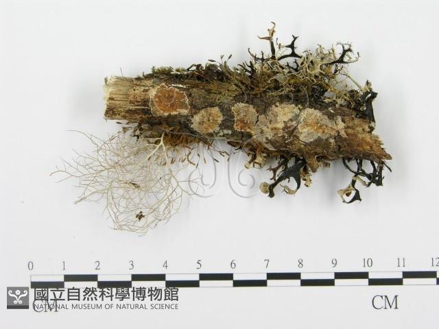 登錄號:F0003962藏品圖，第1張