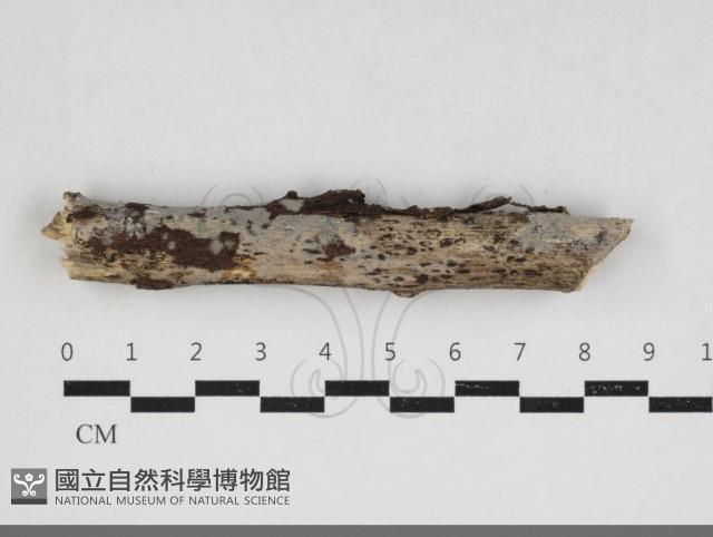 登錄號:F0033962藏品圖，第1張