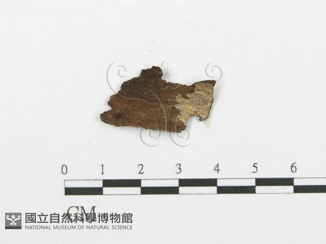 登錄號:F0008662藏品圖，第1張
