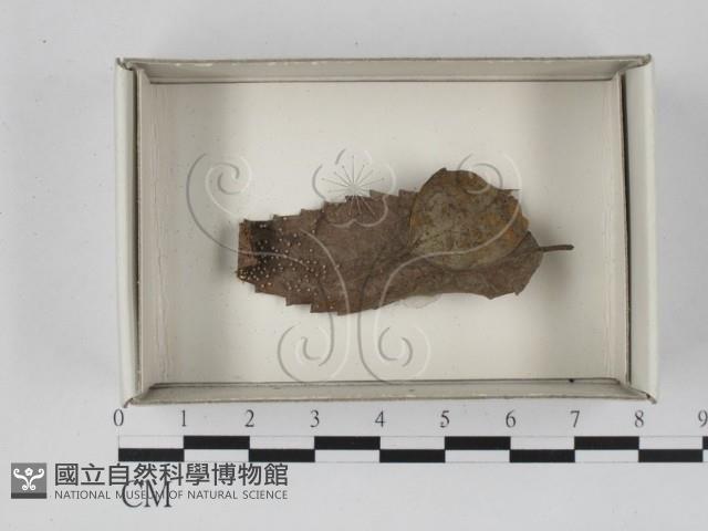 登錄號:F0018662藏品圖，第1張