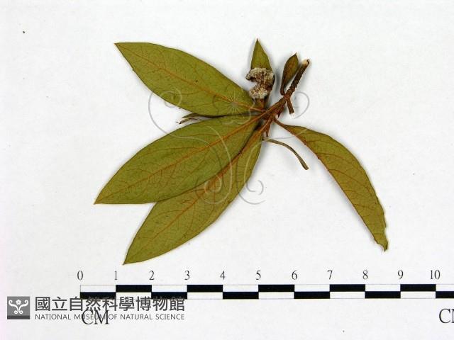 登錄號:F0020662藏品圖，第1張