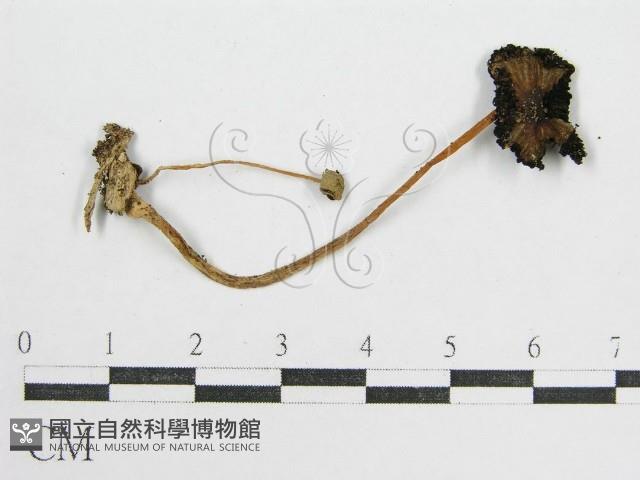 鬼傘屬藏品圖，第1張