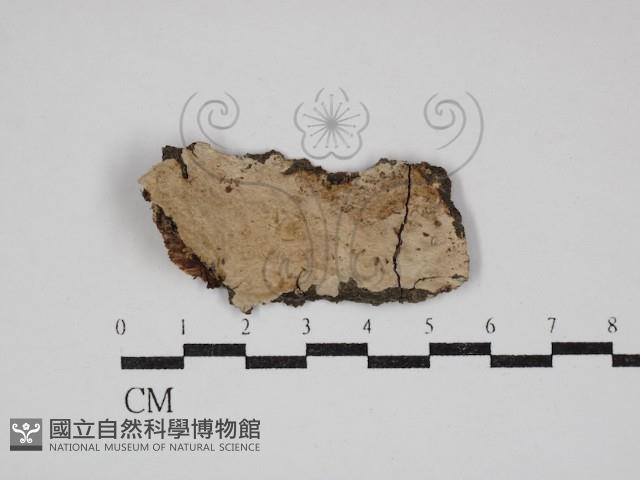 刺皮菌屬藏品圖，第1張