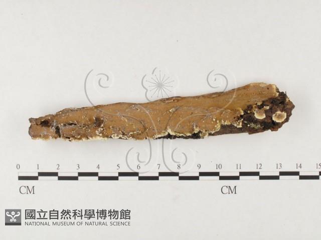 刺革菌屬藏品圖，第1張