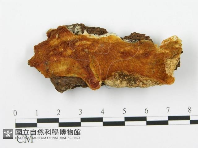 登錄號:F0016662藏品圖，第1張