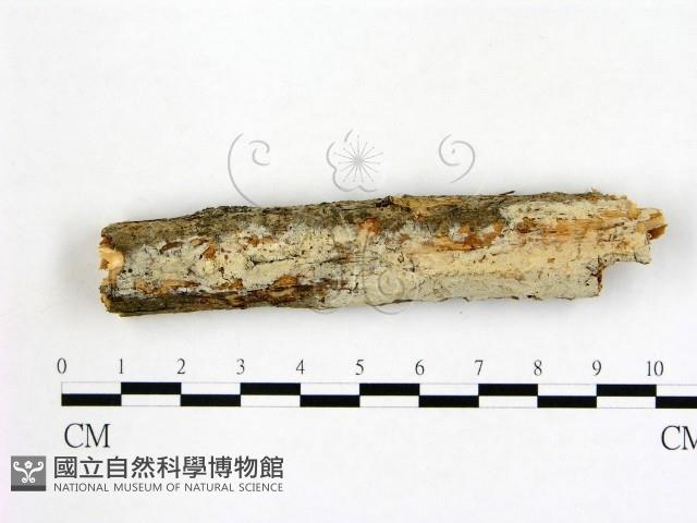 冇骨消絲齒菌藏品圖，第1張