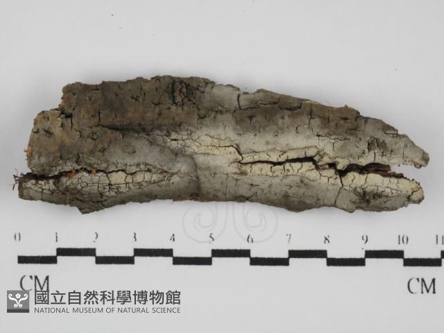 剛毛絲皮菌藏品圖，第1張