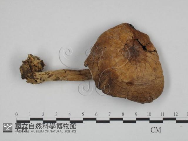 登錄號:F0024662藏品圖，第1張