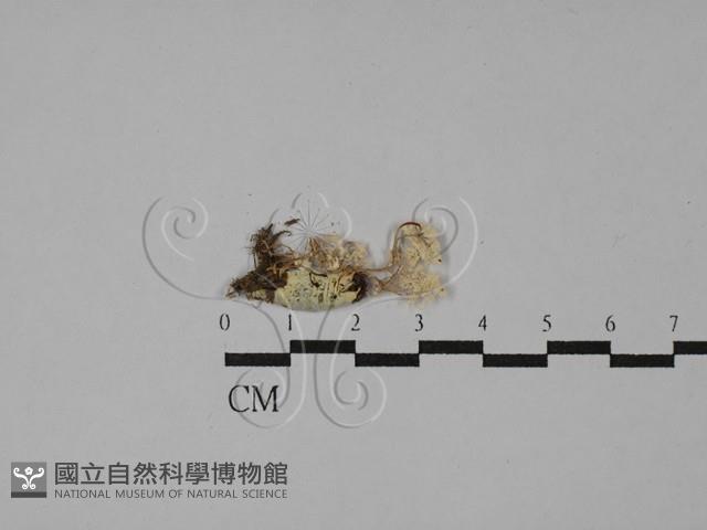 登錄號:F0014662藏品圖，第1張