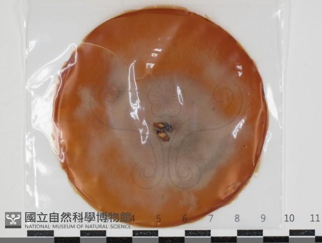 登錄號:F0034662藏品圖，第1張