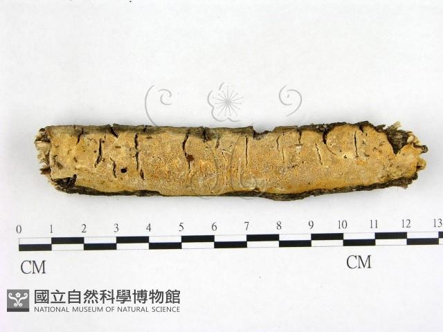 骨皮菌屬藏品圖，第1張