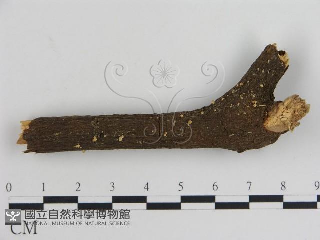 登錄號:F0002662藏品圖，第1張