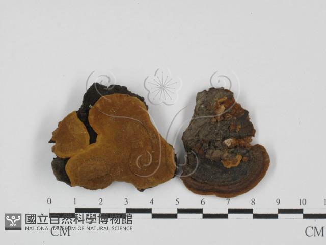 木層孔菌屬藏品圖，第1張