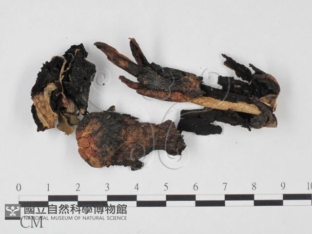登錄號:F0025662藏品圖，第1張
