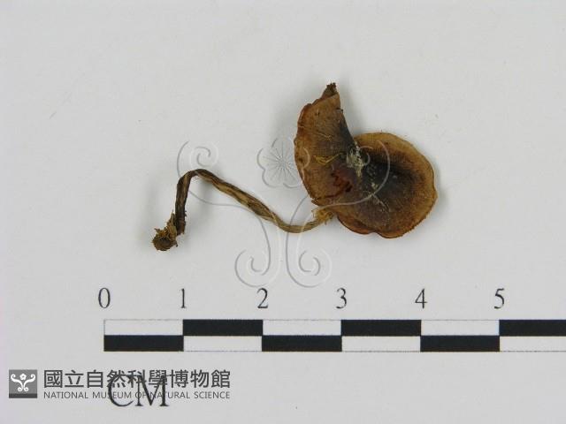 登錄號:F0009662藏品圖，第1張