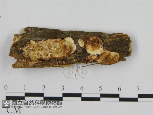 寡孔菌屬藏品圖，第1張