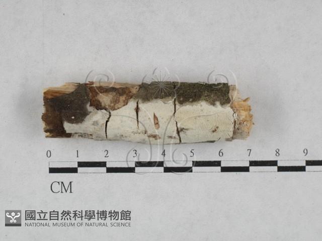 絲皮菌屬藏品圖，第1張