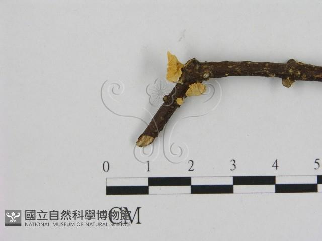 登錄號:F0008462藏品圖，第1張