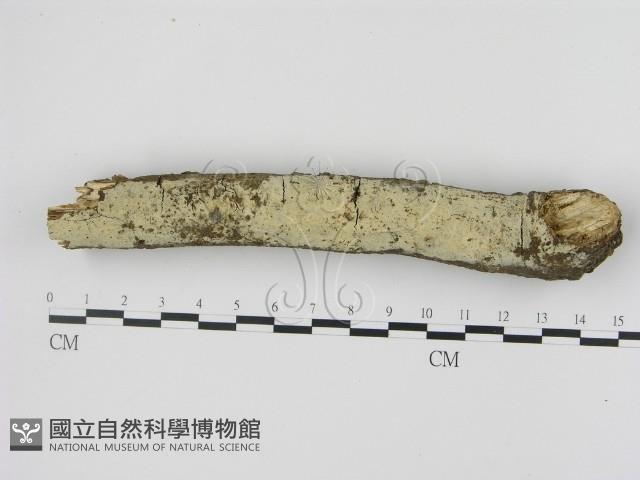 剛毛絲皮菌藏品圖，第1張