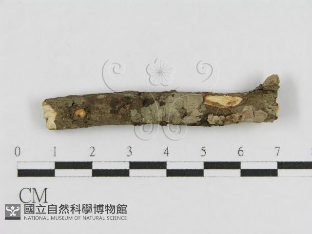 登錄號:F0010462藏品圖，第3張